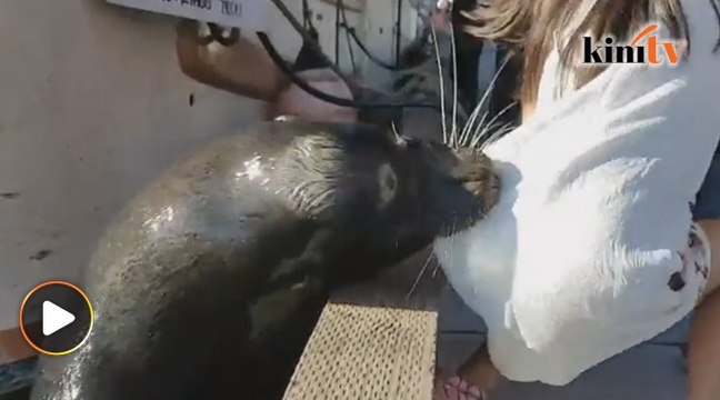 Insiden ngeri anjing laut gigit punggung budak