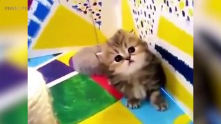 Cats are AWESOME  Cute Funny Cats Cation [Funny Pets]