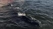 Humpback Whale Trapped in Ventura Harbor