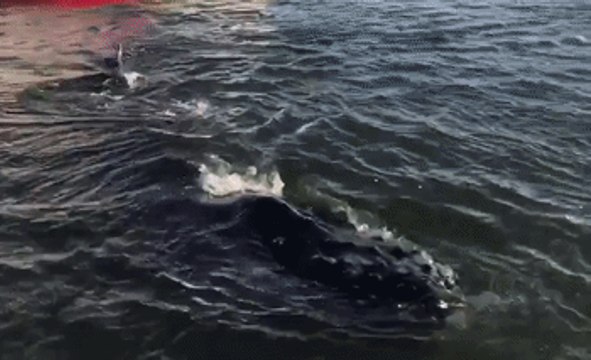 Humpback Whale Trapped in Ventura Harbor