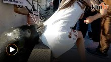 Sea lion grabs girl from dock and pulls her underwater