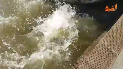 شاهد | أسد البحر يقوم بسحب فتاة صغيرة إلي الماء : رد فعل سريع من الأب