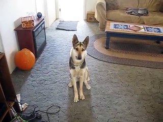 Cette chienne mérite bien une friandise après avoir interprété la version la plus dramatique possible de "fais le mort !