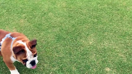 Este pequeño bulldog no puede jugar a buscar la pelota. Mira cómo absorbe la derrota
