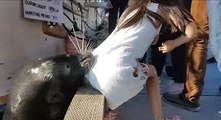 Choc : un lion de mer attaque une petite fille et l'entraine dans l'eau !