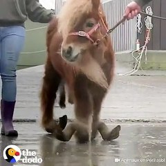 Tırnakları 10 Yıl Sonra  Kesilen Hayvan