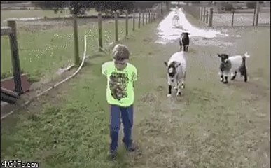 Bundan sonra keçi bey diyeceksiniz