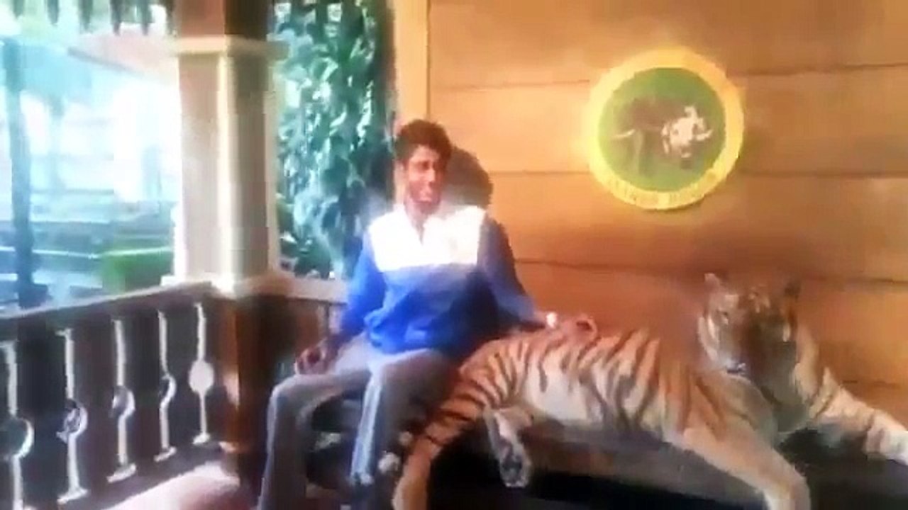 Сфоткался с Тигром Юмор  Прикол  Смех