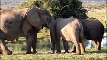 Elephants for Kids - Wild Animals Vldren - Elephants Playing
