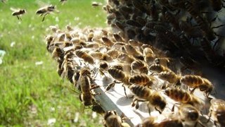 Какво убива пчелите - документален филм What kills the bees