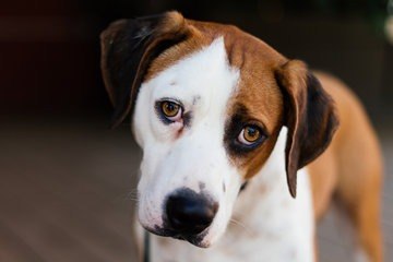 OFFICIAL ABC ~ Downward Dog Season 1 Episode 2 ~ Stream Online