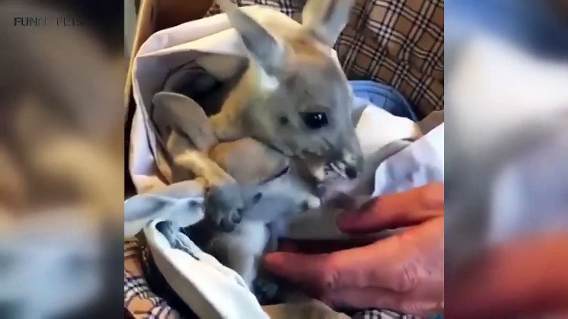 Kangaroos  Funnroos Playing [Funny Pets]