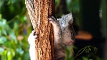 Cute Koalas Playing  Furs [Funny Pets]