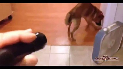 fun Best best Funny Videos Laser light caugh to animals Compilation    #5