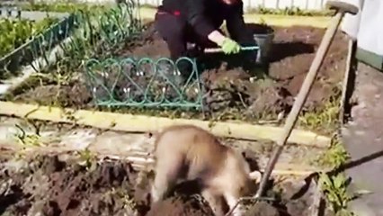 Un petit ours en train de jardiner