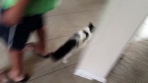 Gato volta para casa após sumir por um mês. Porém, quando o irmão percebe que ele voltou…Você vai se emocionar.