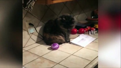 Ce Chat est le pire cauchemar du chien
