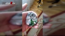 Funny Owls Cute Owl Videos Compilation 2016