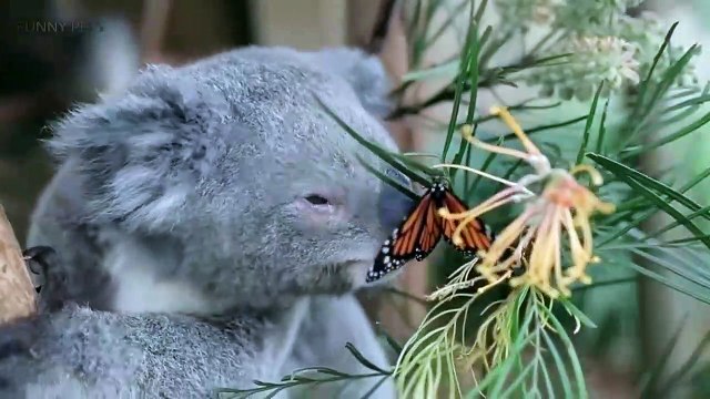 Cute Koalas Playing Funny Koala Bears [Funny s]