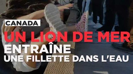 Un lion de mer entraîne une fillette dans l'eau