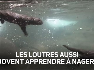 Instant meûgnon : des bébés loutres apprennent à nager