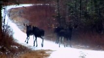 The Moose is Loose - Moose Vid ds - Wild Animals