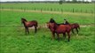 Horses for Kids - Drone Horses Video - Farm Animals Fun