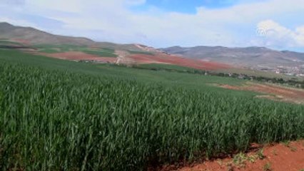 Kuraklık Ekinleri Olumsuz Etkiledi