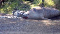 Blood-soaked elephant seal sunbathes after fight