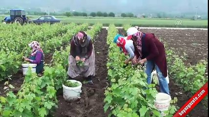 Kadınların gelir kapısı: Asma yaprağı