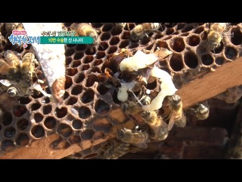 산 속에 사는 사람의 기쁨은 벌꿀?! [행복한 저녁] 25회 20170522