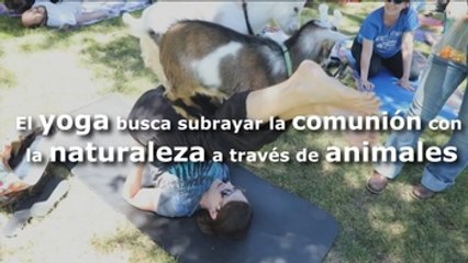 El yoga busca subrayar la comunión con la naturaleza a través de animales