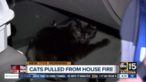 Crews rescue eight cats from Phoenix house fire