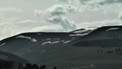 Göç Eden Boz Ayılar Turizme Katkı Sağlayacak