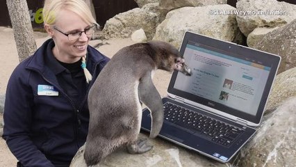 Lonely Penguin Tries to Find Love on 'Plenty of Fish' Dating Website