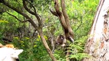 Cute Koalas Plny Koala Bears [Funny Pets]