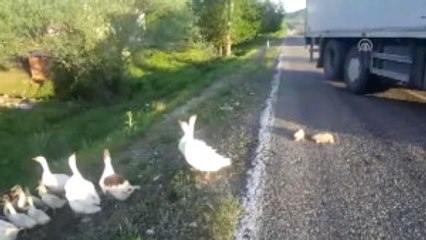 Sürüdeki Kazlar Yaralanan Yavruların Başından Ayrılmadı