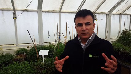 Si vous prenez les espèces sauvages d’une même famille, vous pouvez les croiser