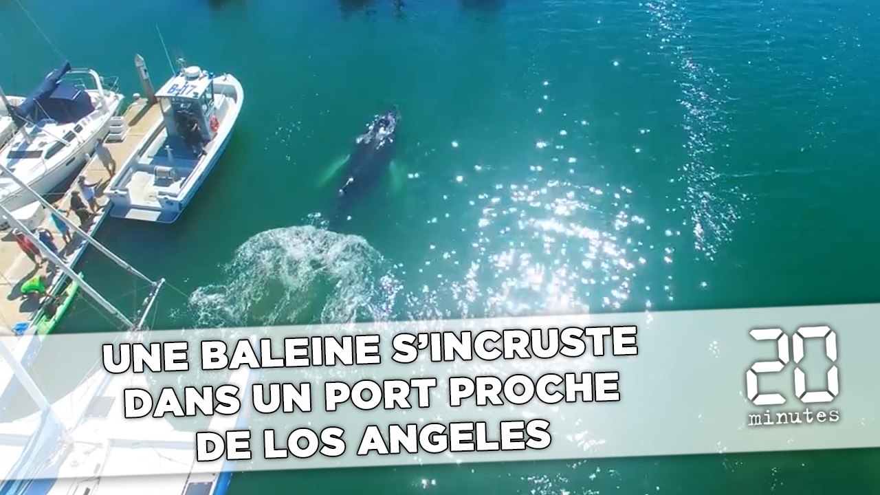 Une baleine s'incruste dans un port proche de Los Angeles