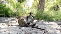 Kangaroos  Funny Kangaroos Playing [Funny Pets]