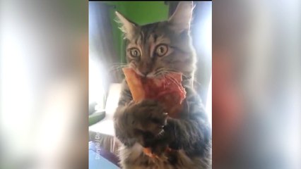 Quand tu aime beaucoup trop la pizza !