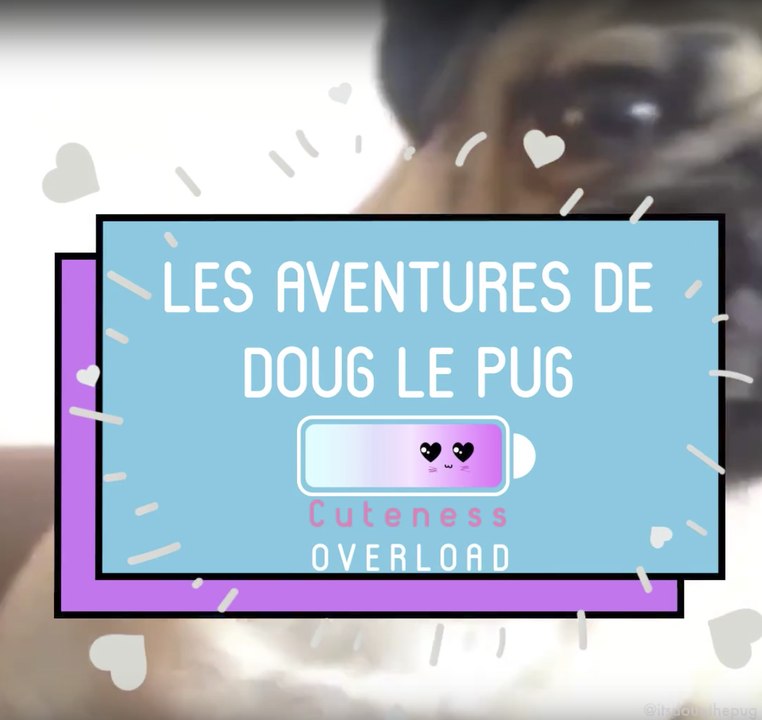 Cuteness Overload : Doug le Pug ;)