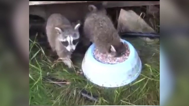 Quand tu préfères manger plutôt que respirer !