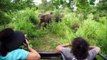 ElephantKids - Wild Animals Video for Children - Elephants Playing