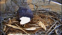 American Eagle (PBS Nature Documentary)