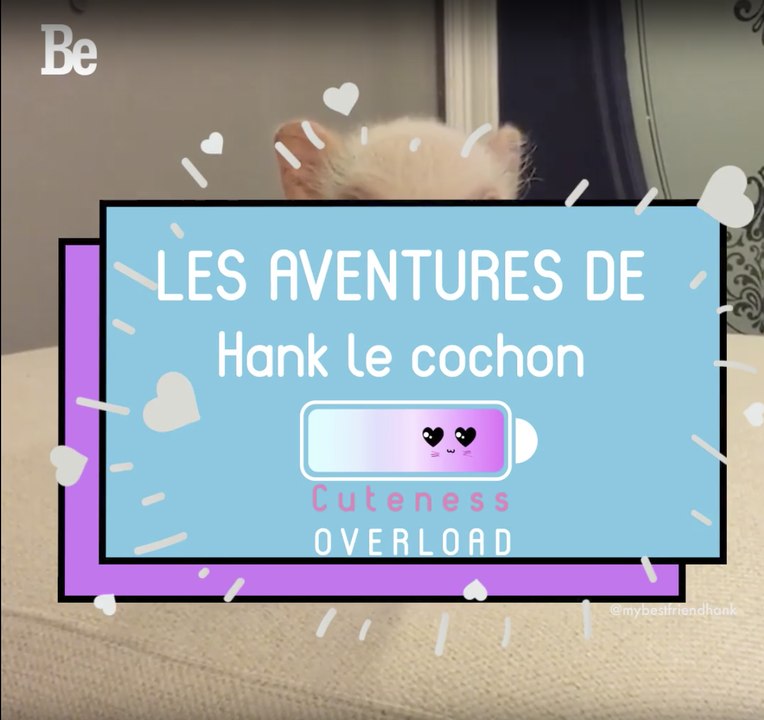 Cuteness Overload : Hank le "mini" cochon ;)