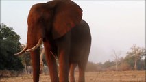 Elephants for Kids - Wild Animals Video for Children - Elephants Playing