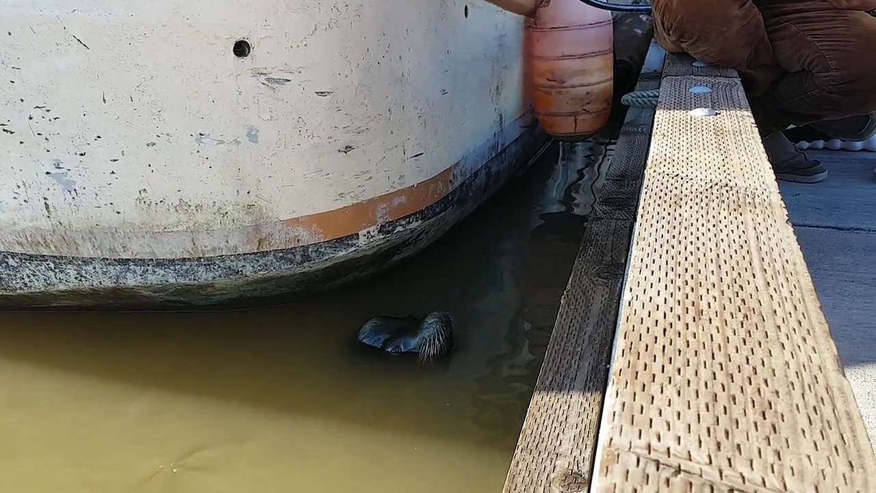 AMAZING Sea lion drags girl into Steveston waters