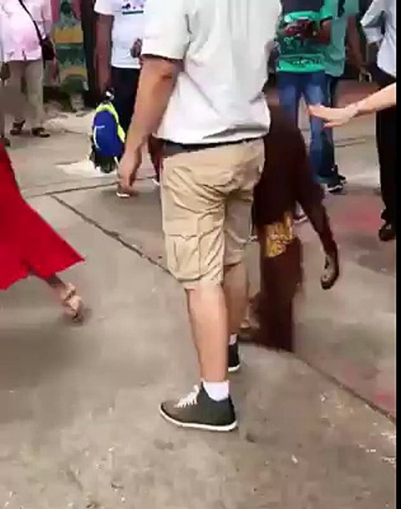 Funny monkey - Mischievous monkey