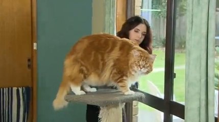 Découvrez le chat le plus gros du monde !